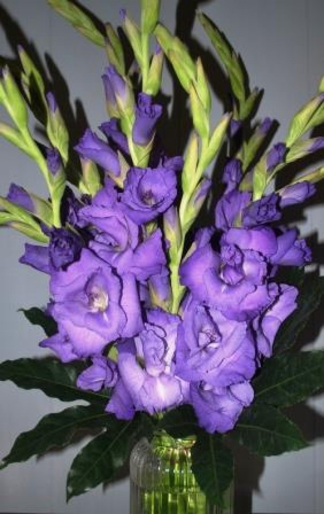 Gladioli Vase Flowerscene