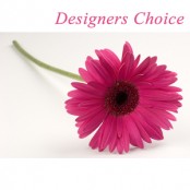 Designers Choice Arrangement